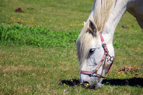 Best Horse Feeds - Learn About Horses