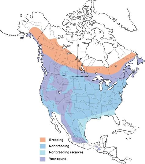 Pine Siskin Range Map, All About Birds, Cornell Lab of Ornithology ...