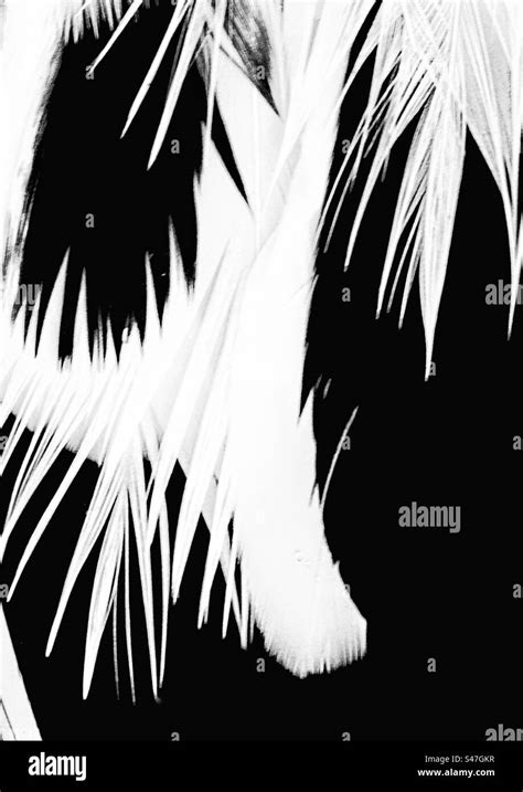 White feathers Black and White Stock Photos & Images - Alamy