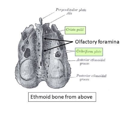 Posterior Ethmoidal Foramen