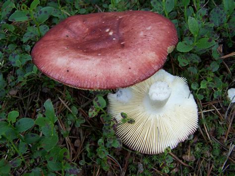 Russula paludosa: The Ultimate Mushroom Guide