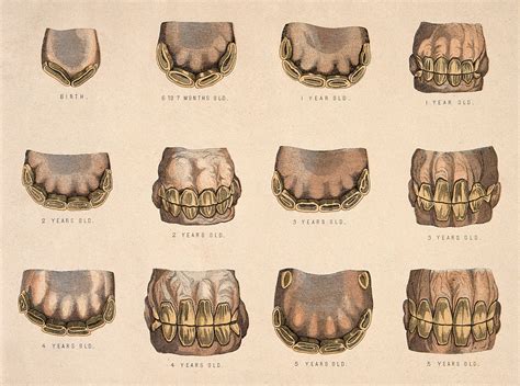 Horse's teeth: showing development from six years old to extreme old age: ten views with five ...