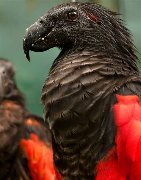 The Dracula parrot is intimidating - Australian Geographic