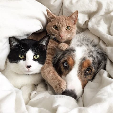 112 Pics Proving That Cats And Dogs Can Be Best Friends