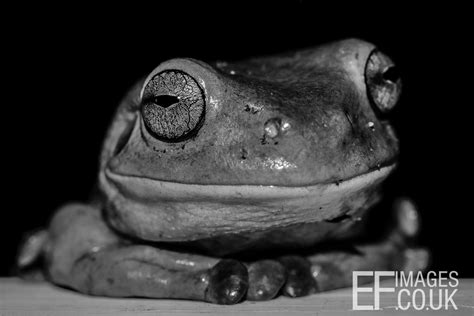 EF IMAGES | Green Tree Frog - Now What Seems To Be The Problem...?