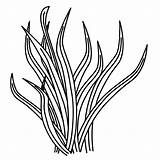 Seaweed Coloringway Sketch Coloring Page sketch template