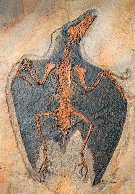 Fossils Finally Reveal Fiery Colors of Prehistoric Animals - Techno Blender