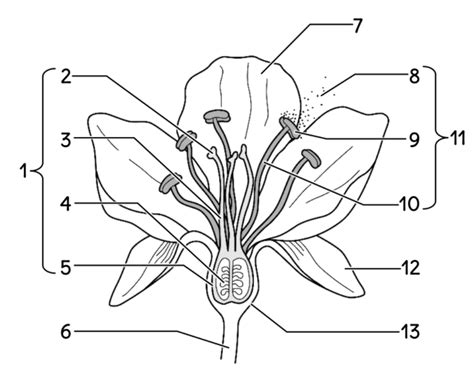 Flower Structure Quiz Diagram | Quizlet