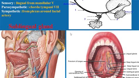 48 Sublingual gland - YouTube