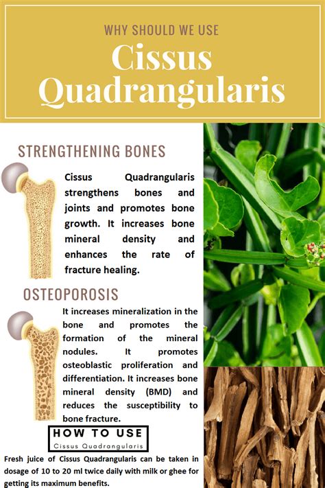 Cissus Quadrangularis | Hadjod Benefits, Medicinal Uses & Side Effects