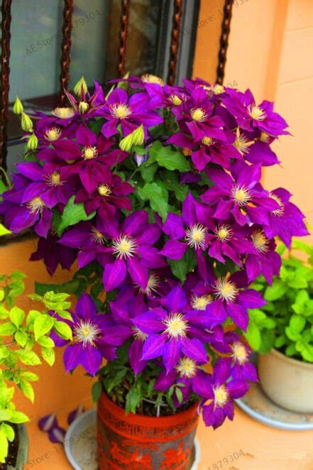 100pcs Clematis Flower Seeds Mixed Colors OutletTrends.com Free ...