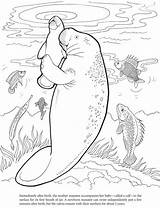 Explore Colors Manatee Coloring Pages  Free sketch template