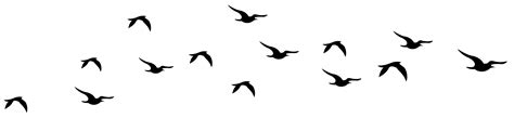 Bird Silhouette Clip art - Flock of flying geese png download - 1024* ...