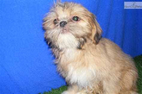 PRINCESS: SHIH TZU FEMALE | Shih Tzu puppy for sale near Jonesboro ...