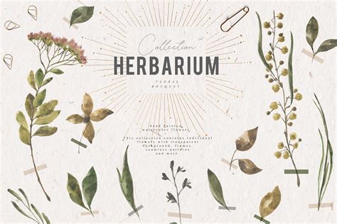 Herbarium Collection — Julia Dreams: Digital Resources and Seamless ...