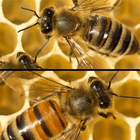 What are Best Types of Honey Bees? | Types of honey, Types of honey bees, Hobby room design