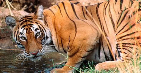 Gujarat : A home also to tigers? Evidences of tigers roaring in Dang forest | DeshGujarat