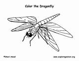 Dragonfly Coloring Page sketch template