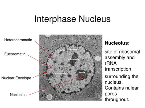 PPT - Unit 3: Interphase Nucleus PowerPoint Presentation - ID:1710452