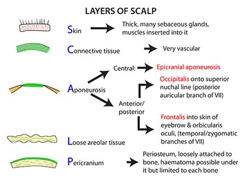 Instant Anatomy - Head and Neck - Areas/Organs - Scalp - Layers