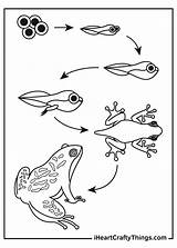 Tadpole Coloring Page Az Pages Sketch sketch template