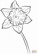 Yellow Daffodil coloring page  Free Printable Coloring Pages sketch template