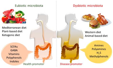 IJMS | Free Full-Text | Gut Microbiota Metabolism and Interaction with ...