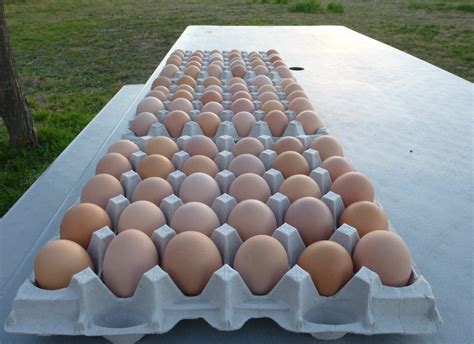 When do Black Australorps Start Laying Eggs? - Farmstead Chickens