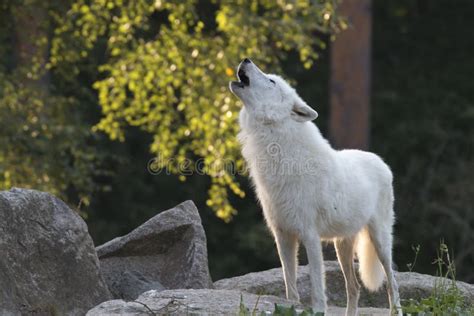 White wolf howling stock photo. Image of hunter, canidae - 77446418