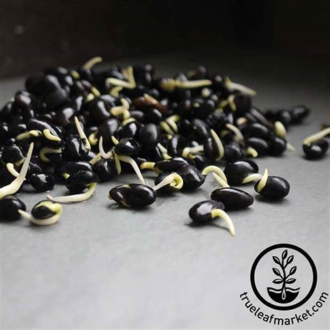 Organic Black Soybean Seeds - Soy Beans for Soymilk, Tofu, Sprouting