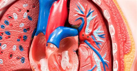 Aortic dissection: Symptoms, types, causes, and treatment