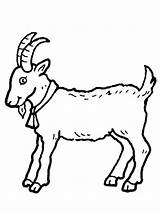 Goat Coloring Page  Funny Pages sketch template