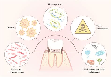 Frontiers | Dental calculus: A repository of bioinformation indicating diseases and human evolution