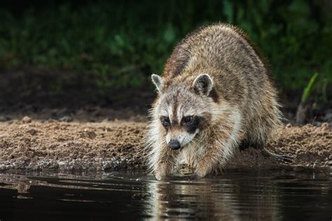 Raccoon at Night - Sean Fitzgerald Photography