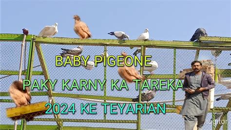 BABY PIGEONE || 2024 KE TEYARIAN || BABY PIGEONE KO LGANY KA TAREKA || VIDEO PURI DEKHY - YouTube