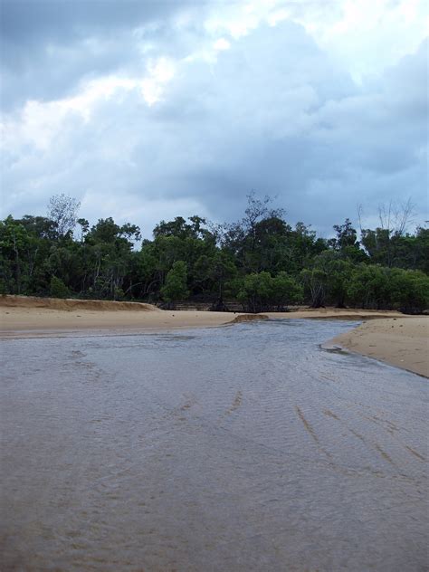 Photo of mission beach mangrove | Free Australian Stock Images