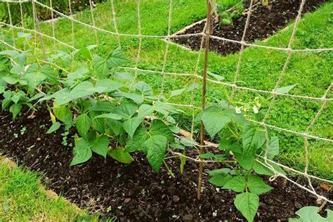 Green Bean Trellis – How To Build One - Grower Today