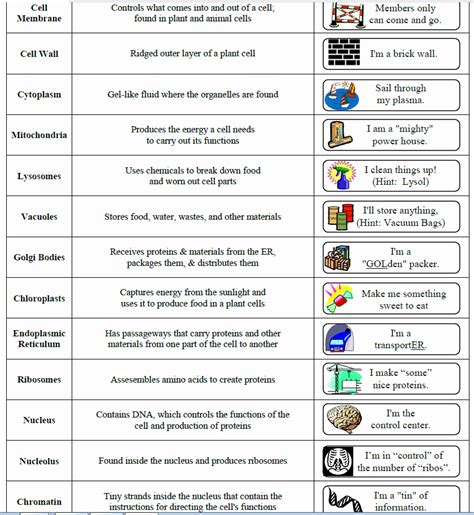 50 Cell City Analogy Worksheet