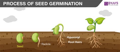 Seed germination - Process, Necessity, and its Major Factors