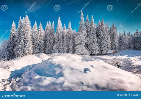 Sunny Winter Morning In Snowy Mountain Forest. Stock Photo - Image: 63410817