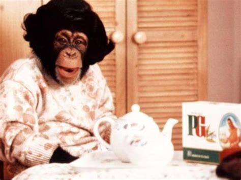 Who can forget the PG Tips advert with the PG chimps? The chimps were ...