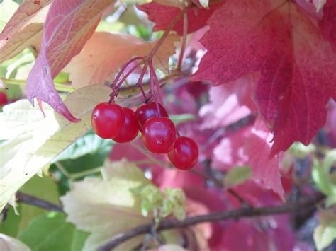 HD wallpaper: viburnum, berry, plant, red, leaves, bright, closeup ...