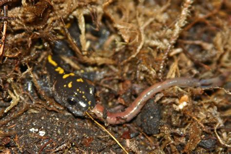 Salamander Behavior and Life History - Feeding and Predators