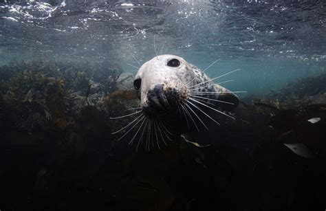 In The Search of Seals – Diving The UK Farne Islands – DeeperBlue.com