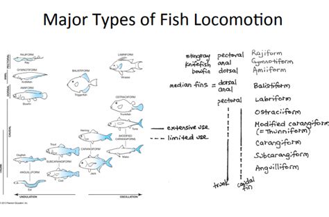 Fish locomotion Diagram | Quizlet