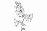 Hollyhock Adults Coloring Page Graphic By Forhadx5 · Creative Fabrica sketch template