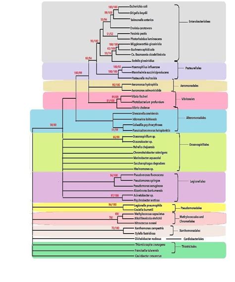 Gammaproteobacteria - Examples, Phylogeny, and Classification | Prokaryotes, Vertebrates and ...