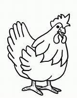 Coloring Page Of A Chicken  Home sketch template