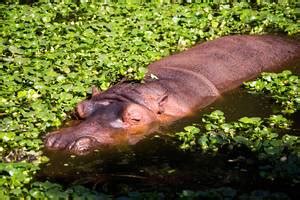 Hippopotamus sunbathing in the water - Creative Commons Bilder