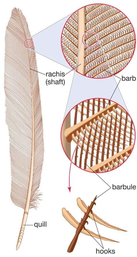 Budgie Anatomy [All Body Parts] +PHOTOS